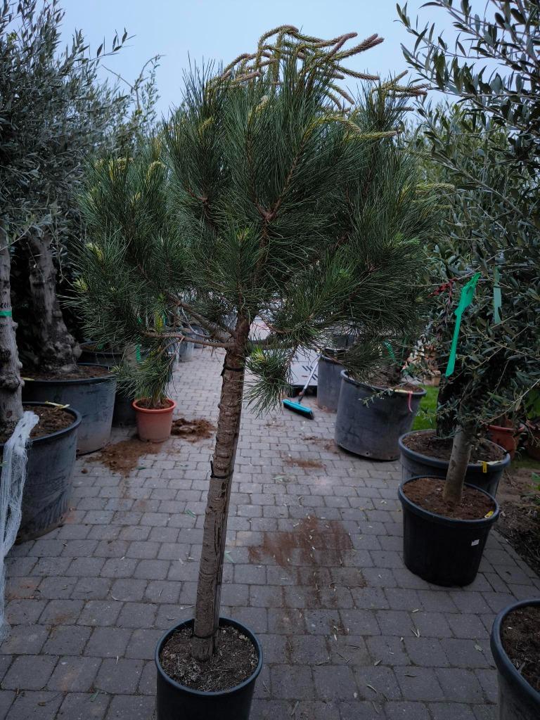 Pinus Pinea de parasolden of de pijnboom, Tuin en Terras, Overige soorten, 100 tot 250 cm, Zomer, Ophalen