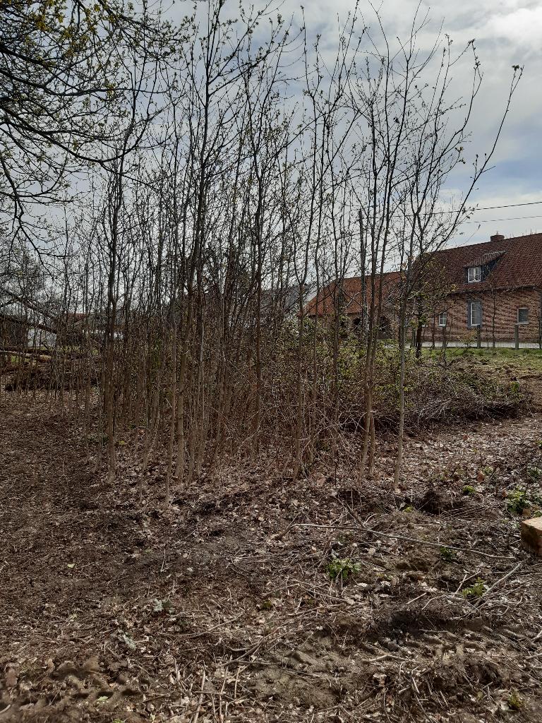 Eiken boompjes, Bloeit niet, Overige soorten, 250 tot 400 cm, Ophalen