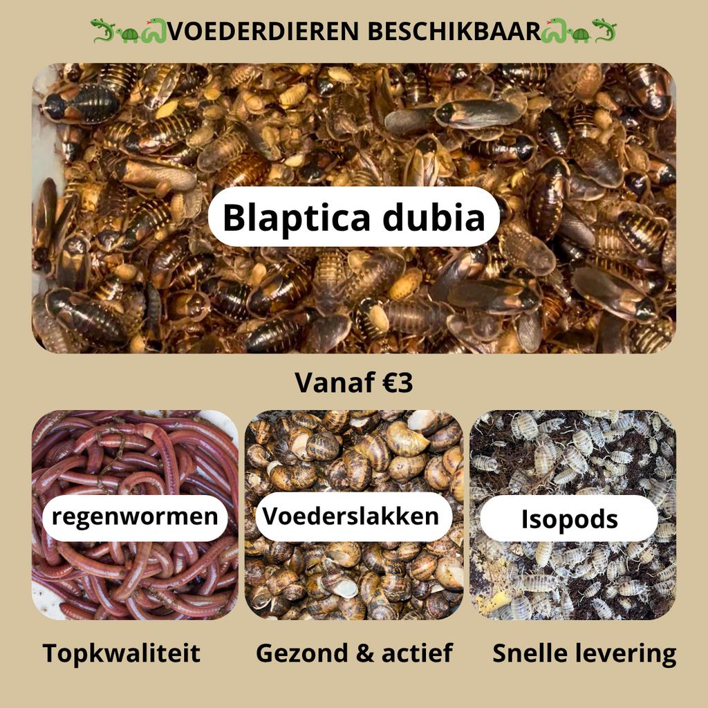 Nourriture pour animaux disponibles - Qualité supérieure, Lézard