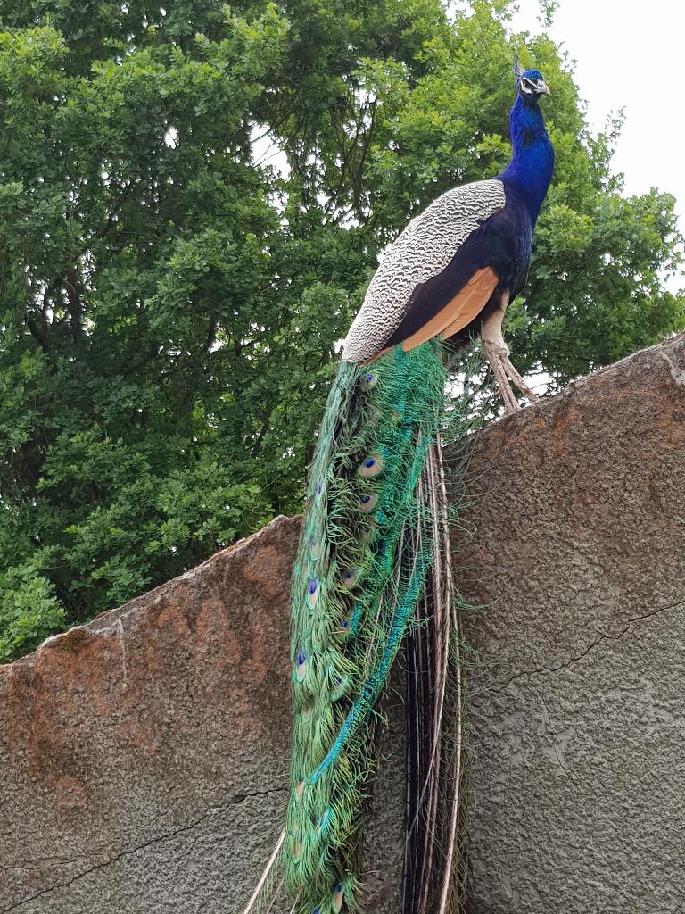 Pauw eieren, Dieren en Toebehoren, Meerdere dieren, Tropenvogel