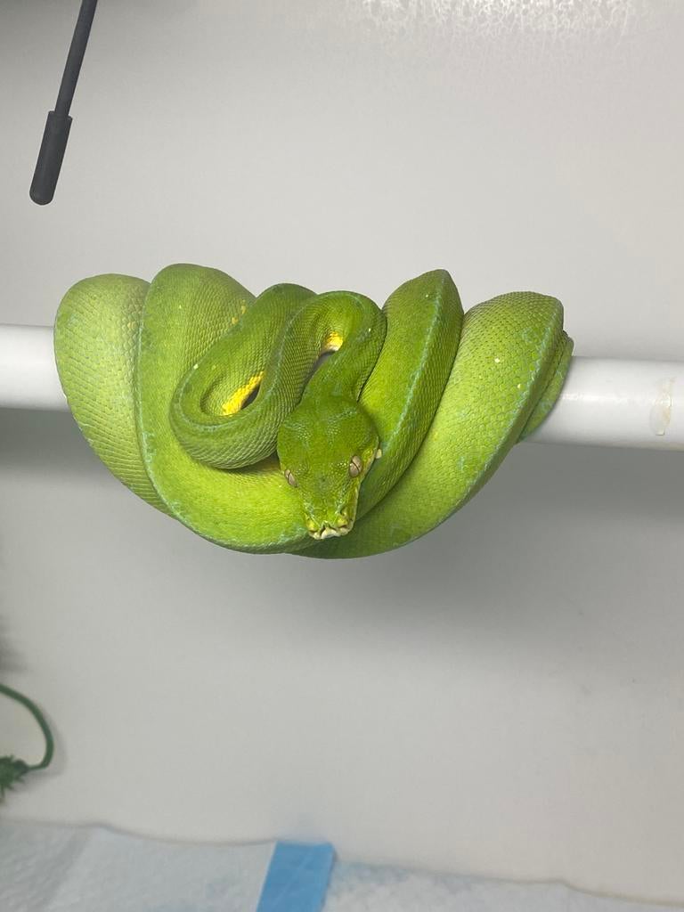 0.1.1 morelia Viridis van 2023 en 2022, Dieren en Toebehoren, Reptielen en Amfibieën