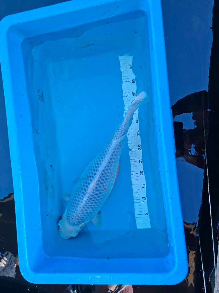 Japanse koi Asagi, Karper of Koi