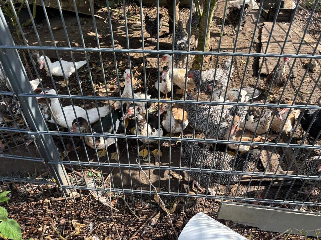 Barberie eenden kweekrijp