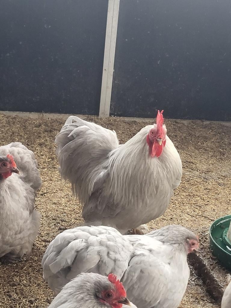 Coq gris perle Cochin Bantam, Animaux & Accessoires, Mâle, Poule ou poulet