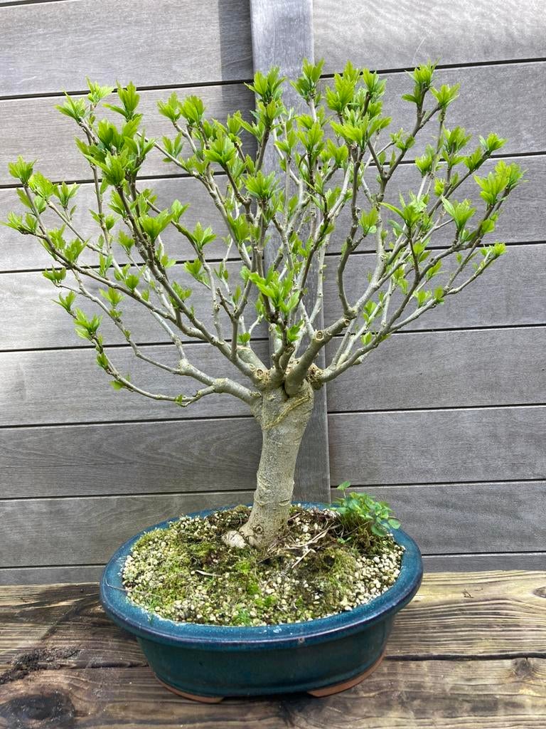 Bonsai hibiscus, Overige soorten, Minder dan 100 cm, Zomer, Ophalen