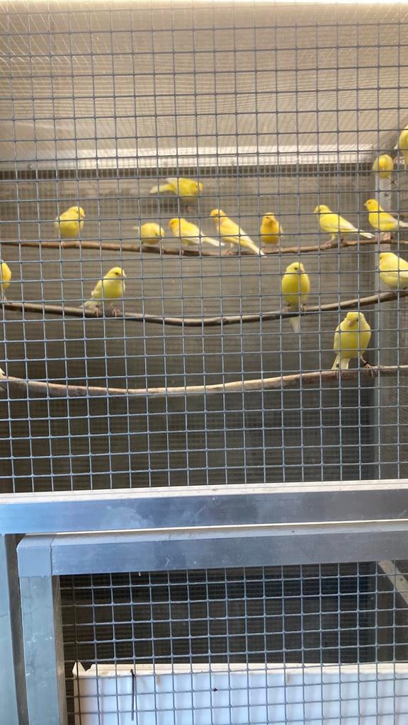 Kanaries, Animaux & Accessoires, Mâle, Canari de couleur