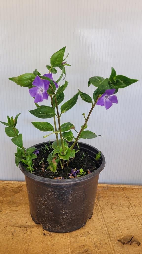 Vinca Major - paars, Tuin en Terras, Ophalen, Bodembedekkers, Vaste plant, Halfschaduw