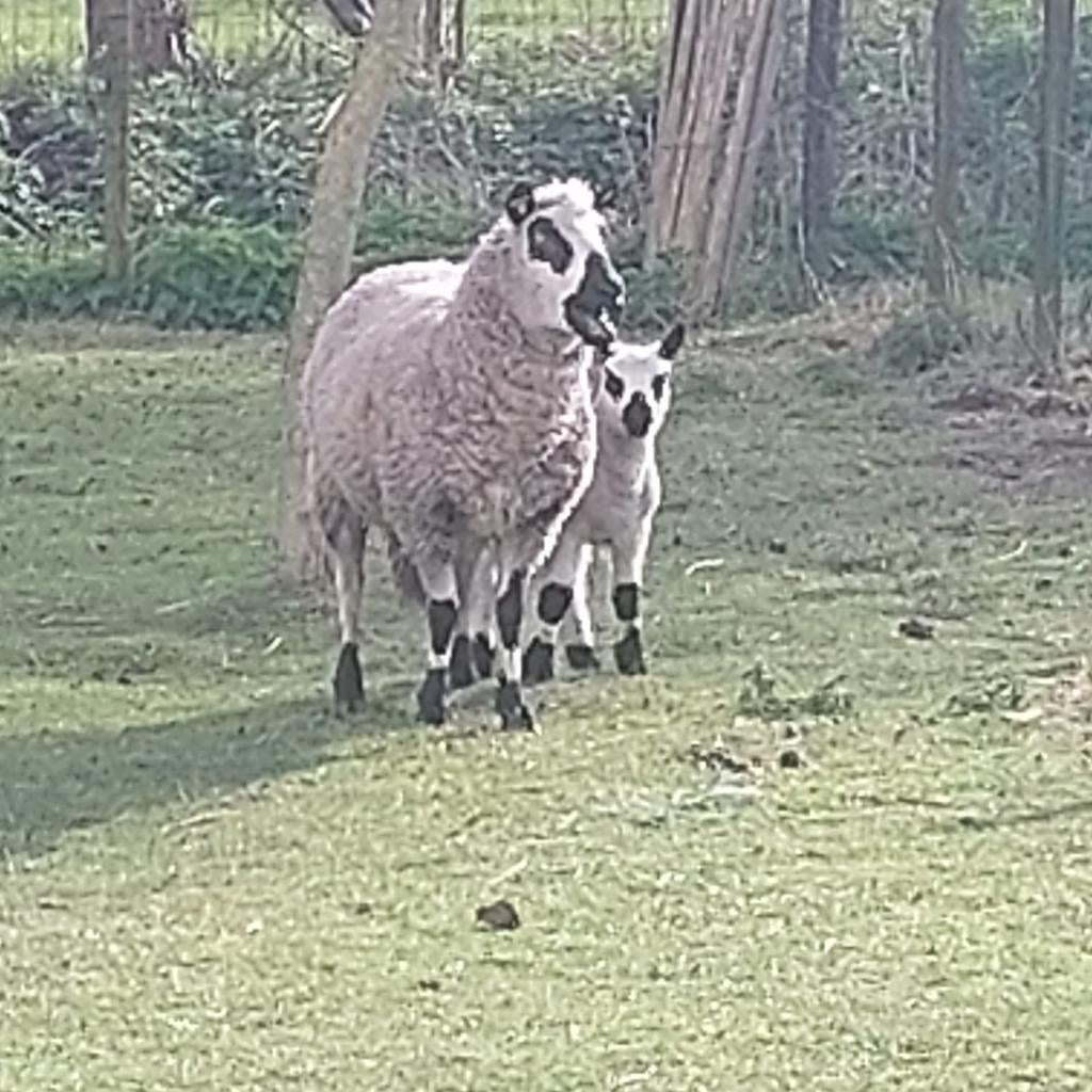 Kerry hill ooi+ ramlam, Vrouwelijk, Schaap