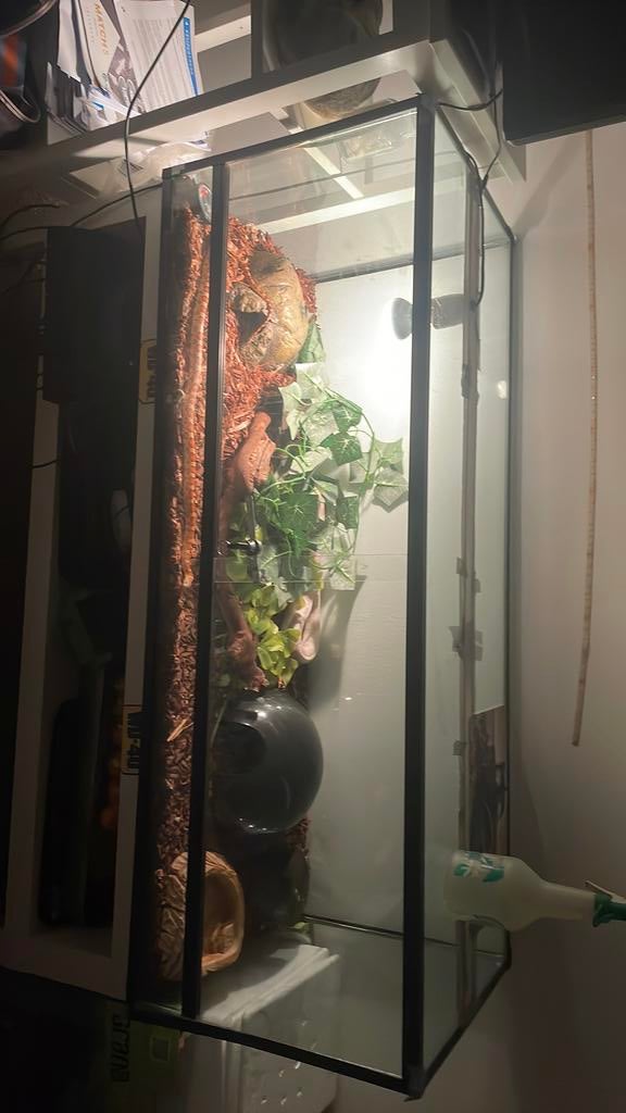 Terrarium + 2 serpents des blés, Animaux & Accessoires, Reptiles & Amphibiens | Accessoires, Utilisé, Terrarium ou Paludarium