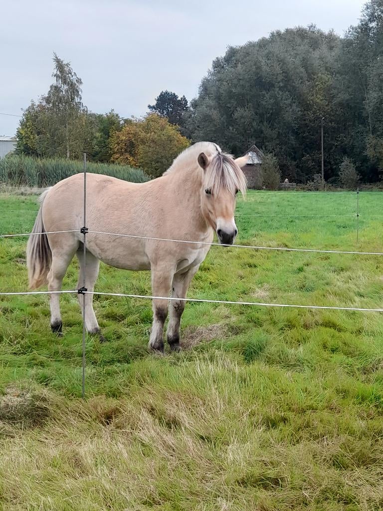 Jument fjord, Animaux & Accessoires, Poneys, Poney C (1.27 m à 1.37m), Poney de récréation, Avec pedigree, 0 à 2 ans