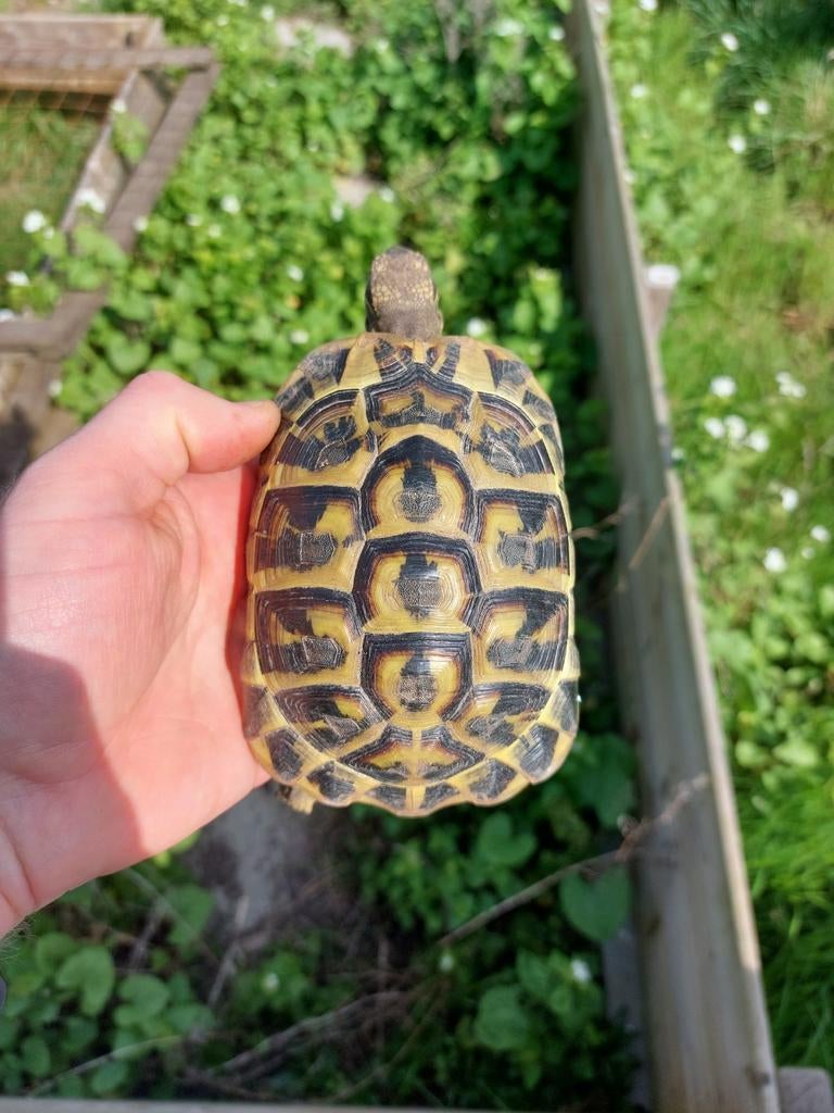 Landschildpad / testudo hermanni hermanni sarda