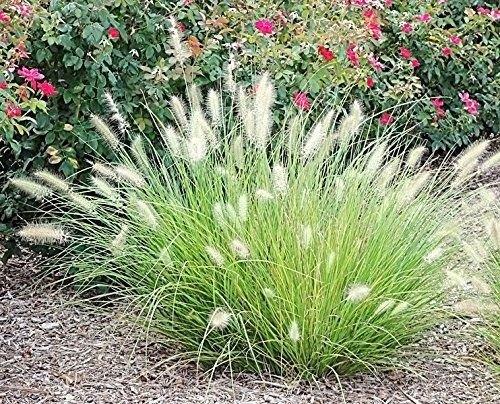 Pennisetum 'Little buny', Jardin & Terrasse, Plantes | Jardin, Plante fixe, Graminées ornementales, Plein soleil, Été, Enlèvement