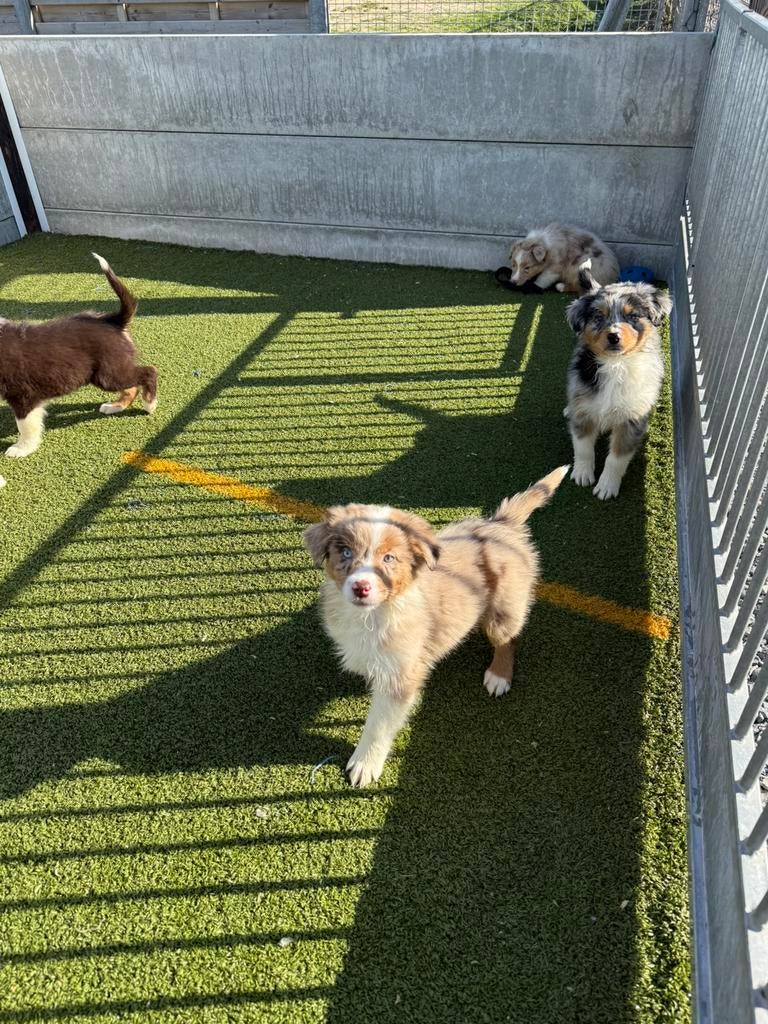 Australische herder pups, Plusieurs, Hépatite contagieuse (maladie de Rubarth), Belgique, Berger