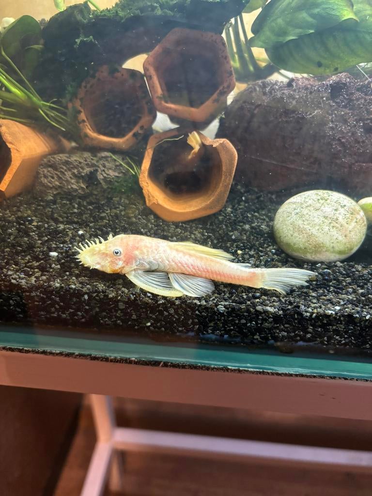 L144 ancistrus man volwassen, Animaux & Accessoires, Poisson, Poisson d'eau douce, Banc de poissons