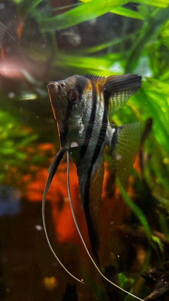 PT.scalare Angelfish Amapa dos rouge, Animaux & Accessoires, Poissons | Poissons d'aquarium, Poisson d'eau douce, Poisson, Banc de poissons