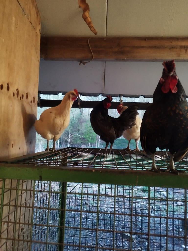 2 haantjes zoeken nieuwe thuis, Mannelijk