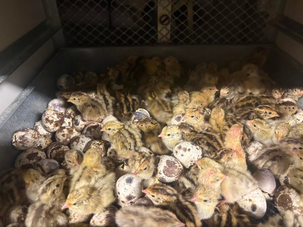 Japanse JUMBO kwartels (kuikens), Dieren en Toebehoren, Meerdere dieren