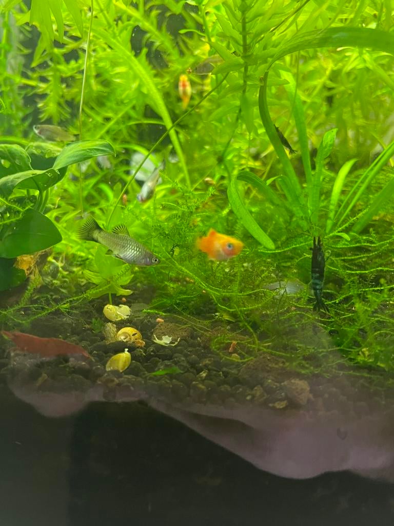 Platys, jonge visjes, Vis, Zoetwatervis, Schoolvis