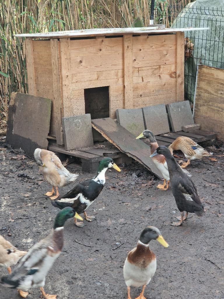 Broedeieren indische loopeenden te koop