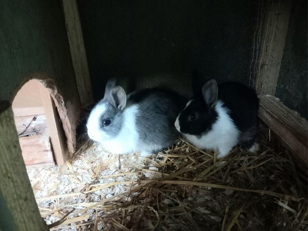 Dwergkonijnen, Dieren en Toebehoren, Konijnen