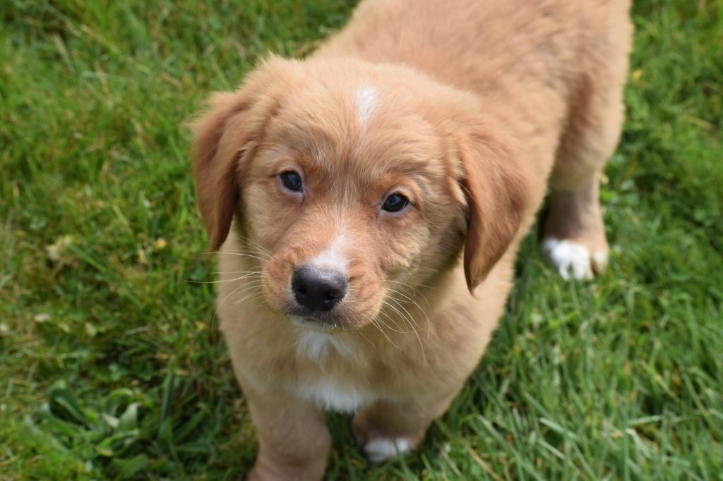 Nova duck tolling retriever pups of Toller, Dieren en Toebehoren, Honden | Retrievers, Spaniëls en Waterhonden, België, 8 tot 15 weken
