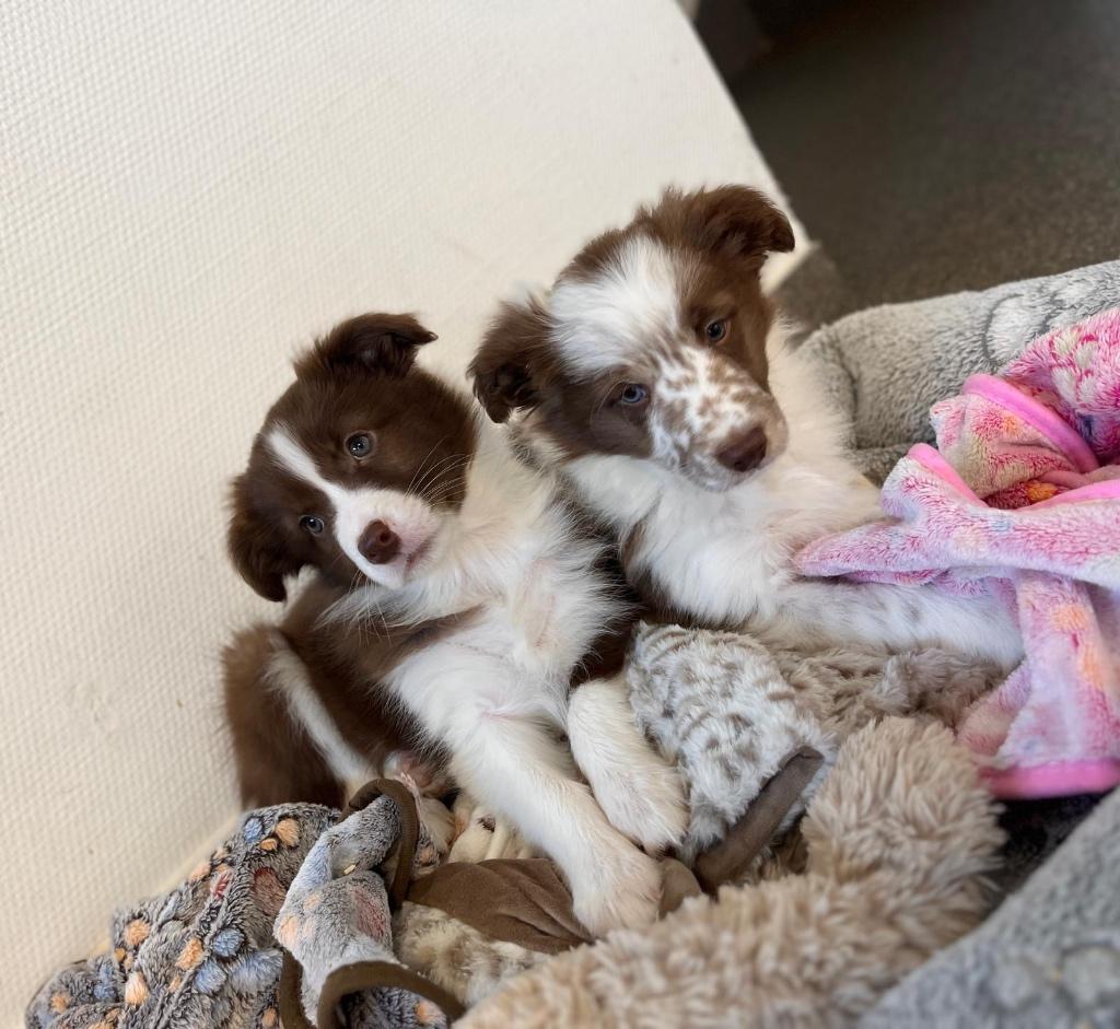 Leuke border collie pups, Parvo, België, 8 tot 15 weken, Collie