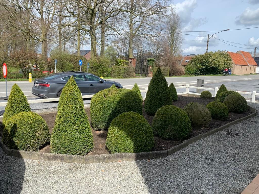 Buxus, Tuin en Terras, Planten | Struiken en Hagen, Ophalen, Buxus