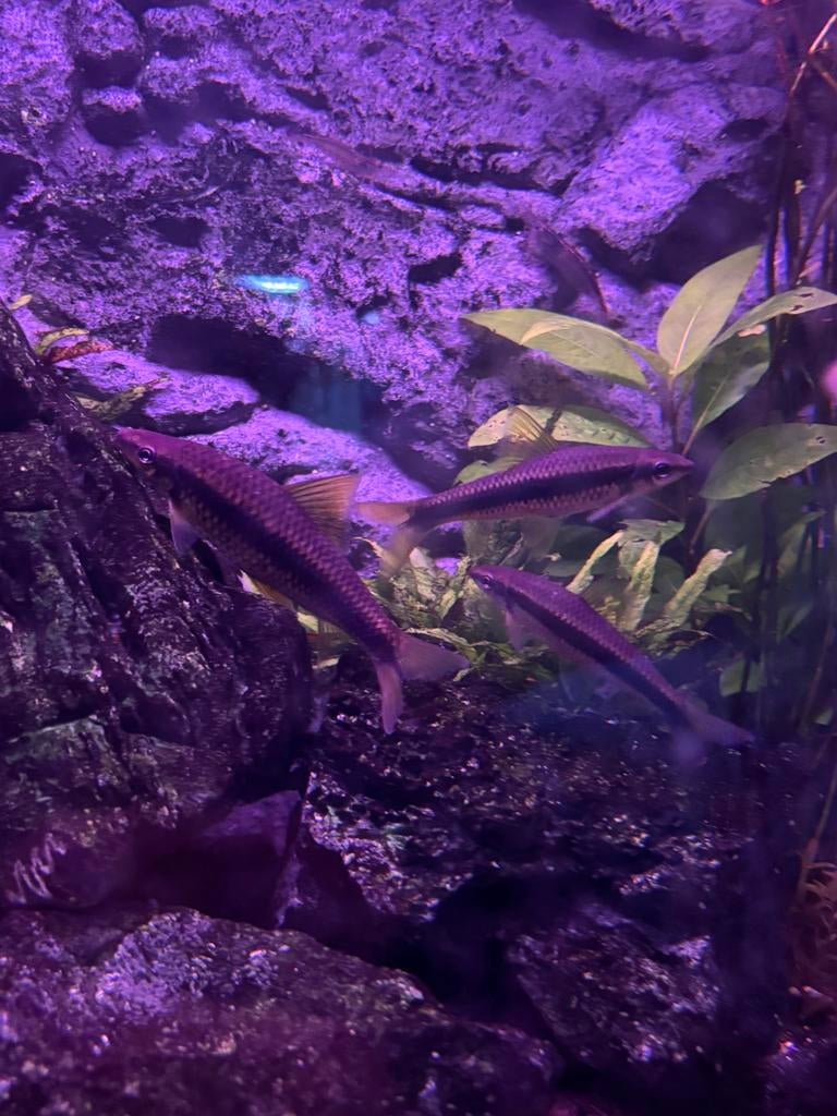 Siamese Algeneters, Vis, Zoetwatervis