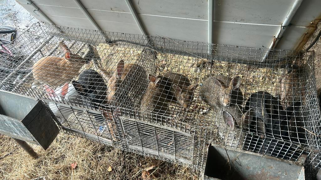 Vlees konijnen 8 weken oud, Dieren en Toebehoren, Ophalen, Nieuw