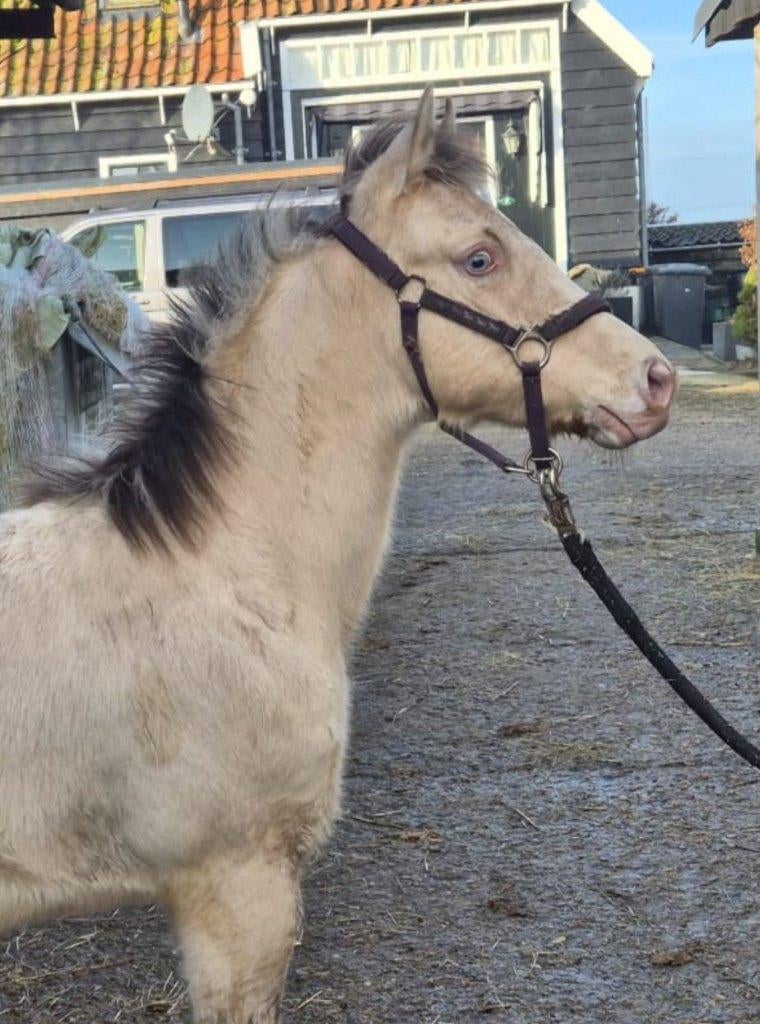 Quarter horse merrie, Champagne Dunskin, Animaux & Accessoires, Chevaux, Jument, Ne s'applique pas, Moins de 160 cm, 0 à 2 ans