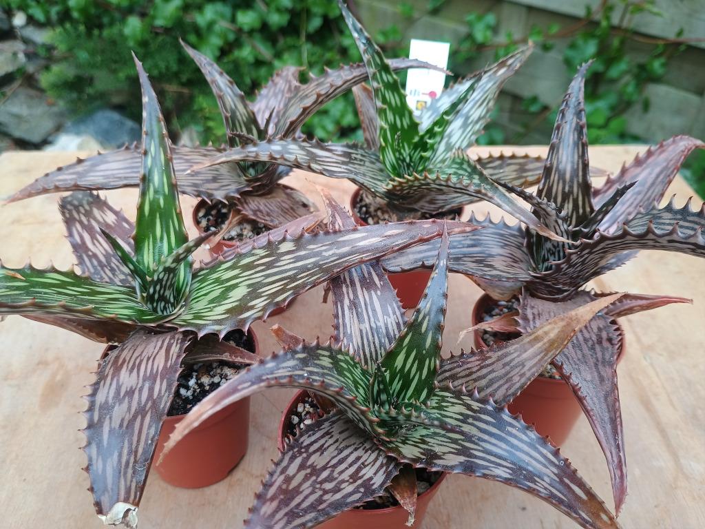 Aloe somaliensis - Somalië, Vetplant, Ophalen of Verzenden, Minder dan 100 cm, Bloeiende kamerplant