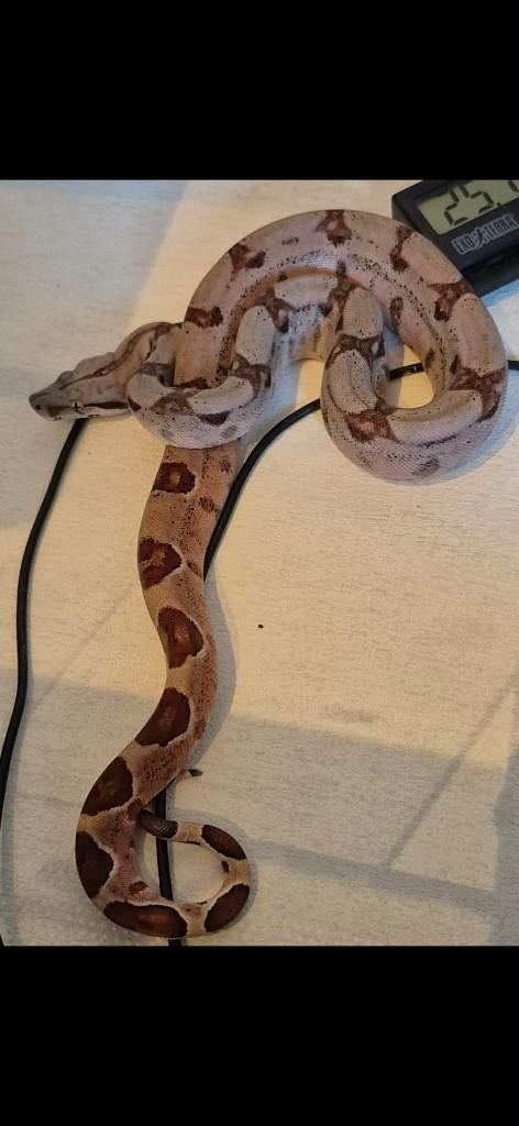 Te ruil Boa constrictor hypo het img het albino man 2025, Dieren en Toebehoren, Slang, Tam, 0 tot 2 jaar
