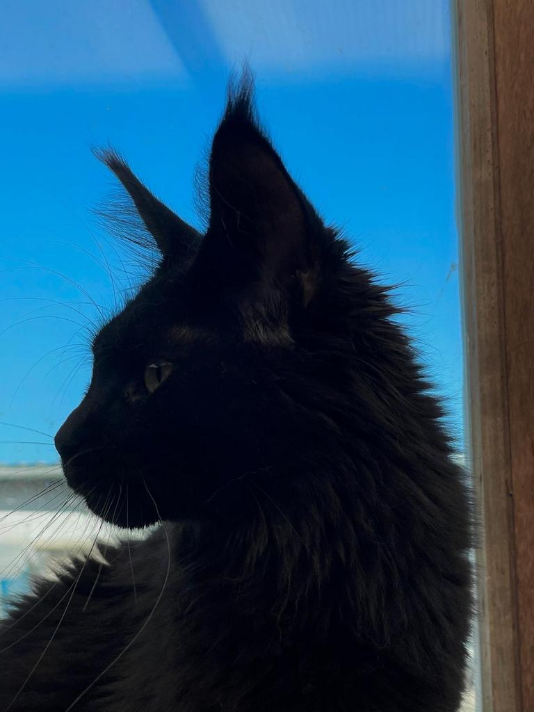 Polydactyl Maine Coon poes met stamboom . Verkovht !, Dieren en Toebehoren, Katten en Kittens | Raskatten | Langhaar, Poes, Met stamboom