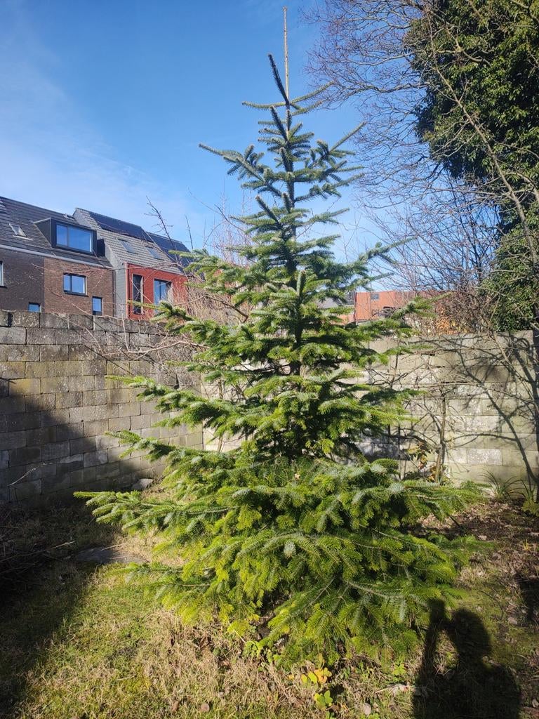 Normann sparreboom Abies Normanianna 4 m hoog, Ophalen