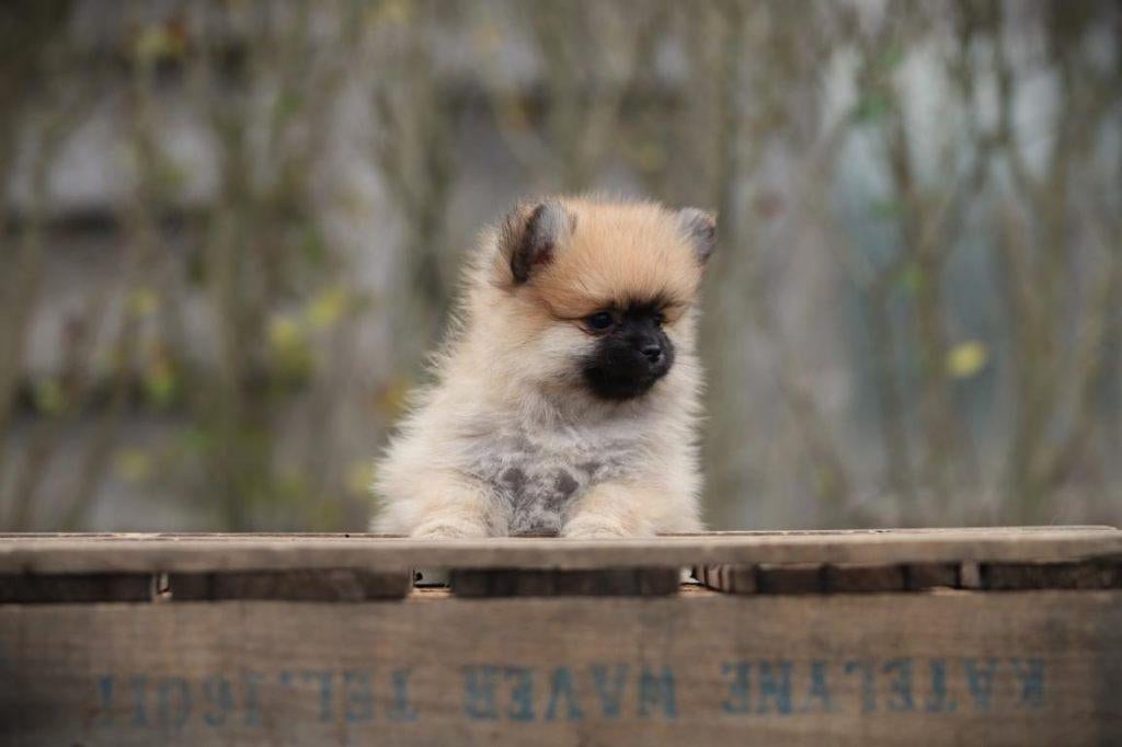 Dwergkeesjes, Pomeriaantjes, Pomeriaan, Parvo, België, Keeshond, 8 tot 15 weken