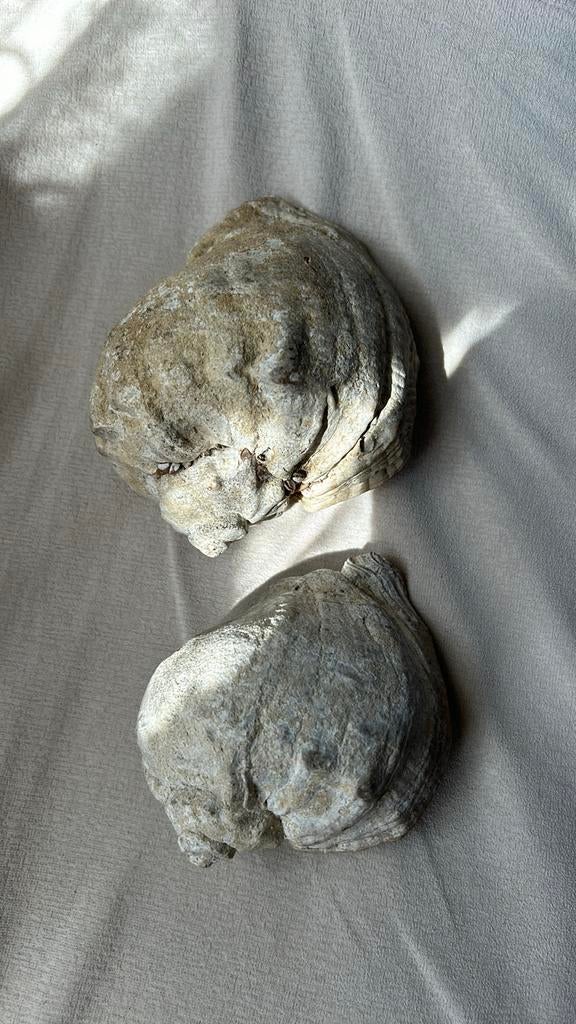 2 coquillages provenance inconnue, Coquillage(s)