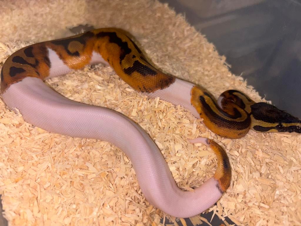 Python regius, Animaux & Accessoires, Serpent, Domestique, 0 à 2 ans