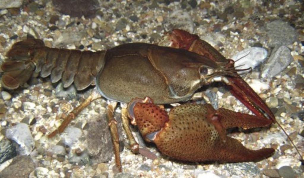 rivierkreeftjes voor vijver of aquarium, Ophalen
