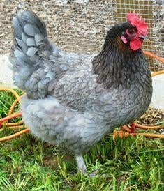 Bleu de landes, Dieren en Toebehoren, Pluimvee, Kip, Vrouwelijk