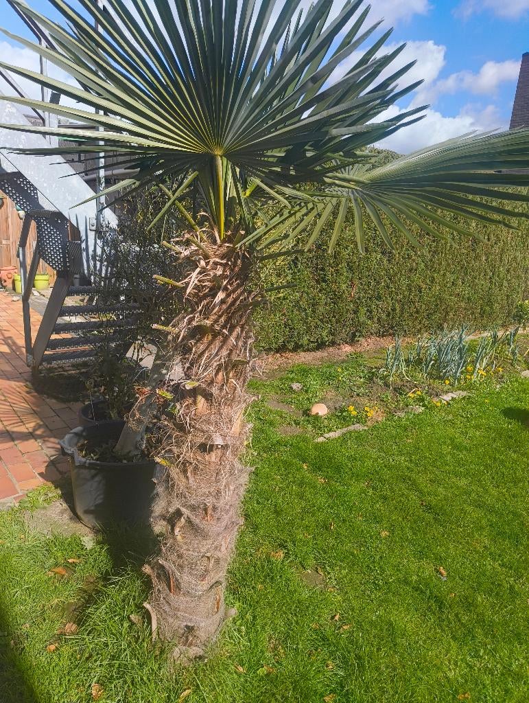 6 Palmbomen Trachicarpus Fortunei, Tuin en Terras, Planten | Bomen, Palmboom, Ophalen