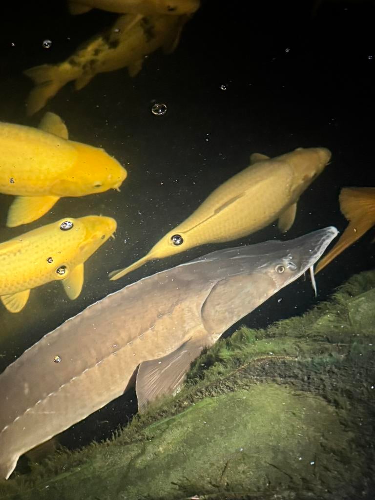 Siberische steur 1m, Steur