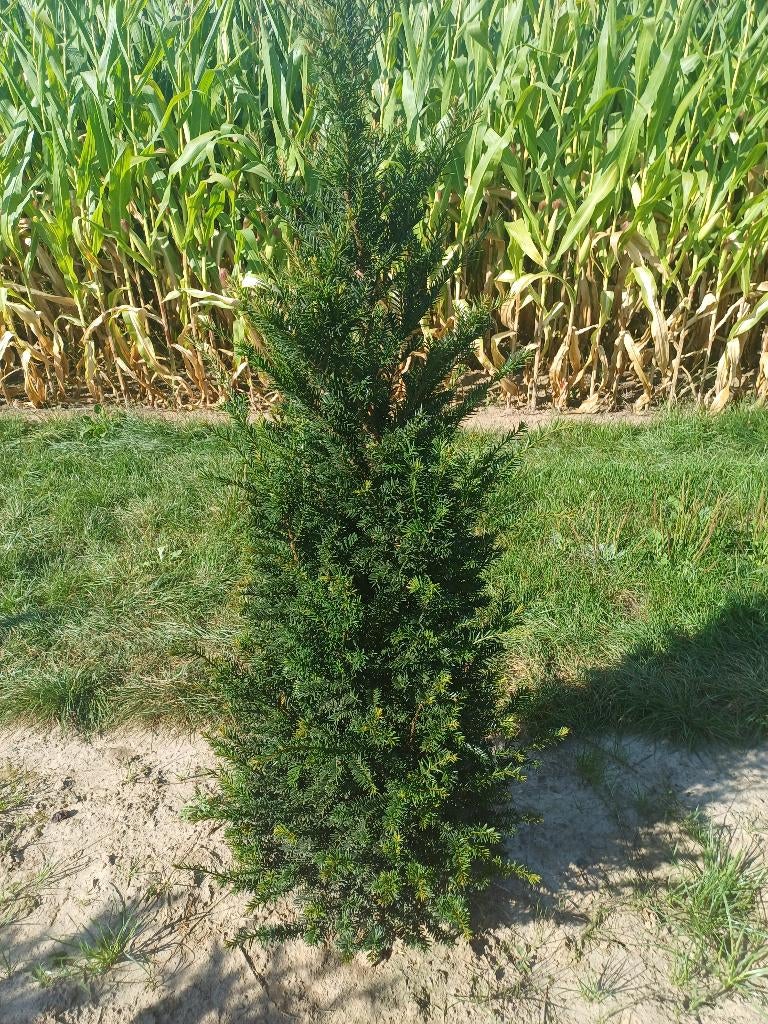 Oui (ceinture), Enlèvement, Taxus