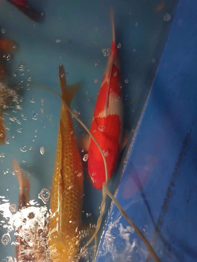 Kohaku en Chagoi, Dieren en Toebehoren