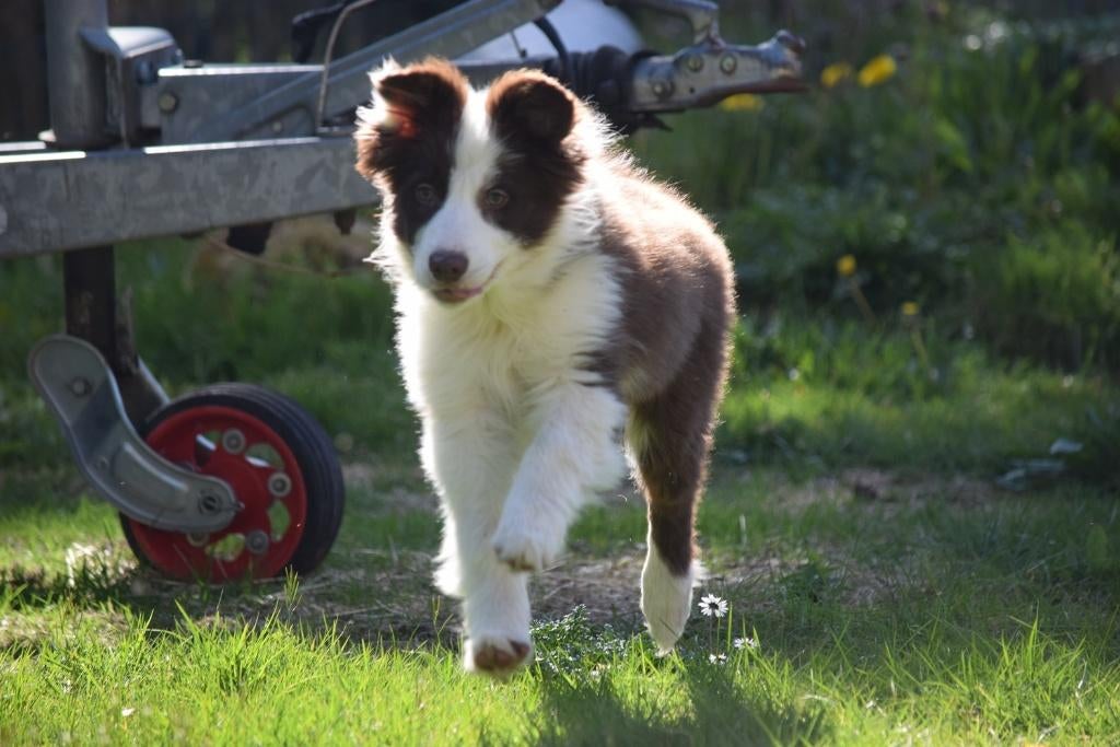 Border collie pups, chocolate-white, 4 maand, 15 semaines à 1 an, Hépatite contagieuse (maladie de Rubarth), Éleveur | Professionnel