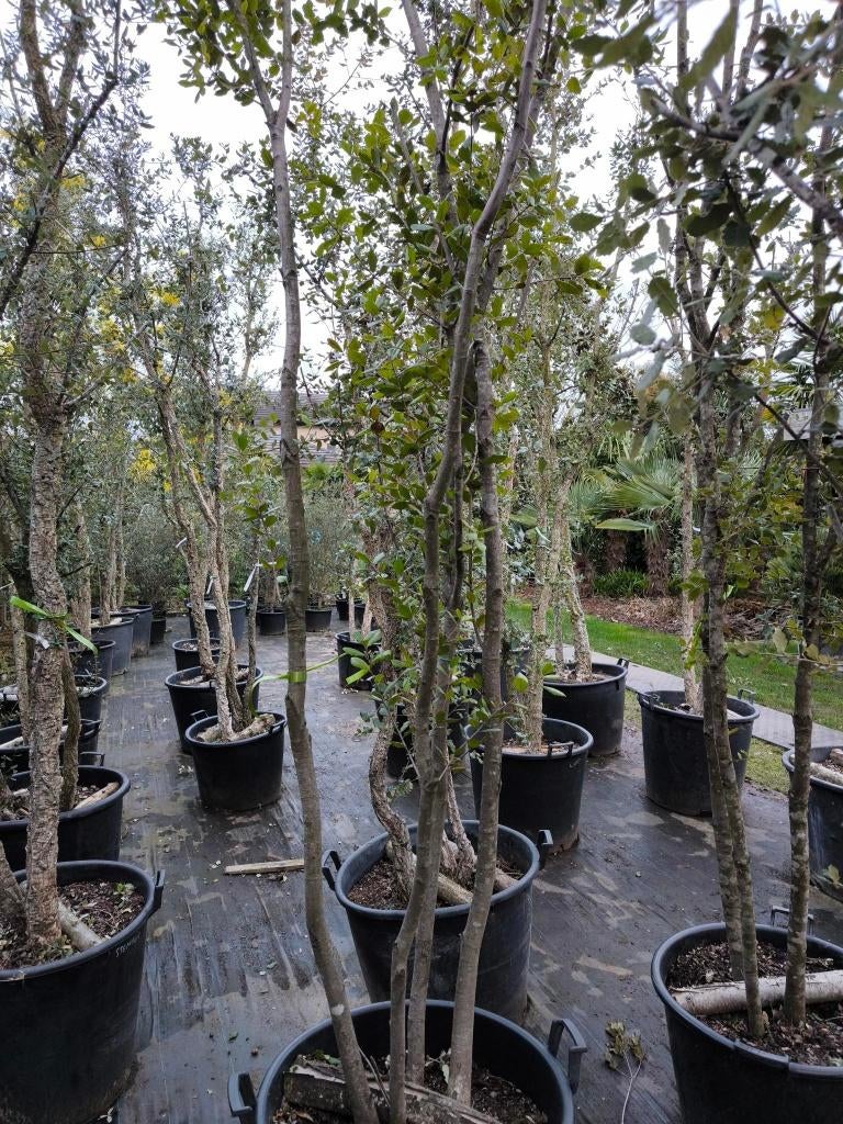 Quercus ilex of steeneik te koop, Tuin en Terras, Planten | Bomen, Overige soorten, 250 tot 400 cm, Zomer, Ophalen