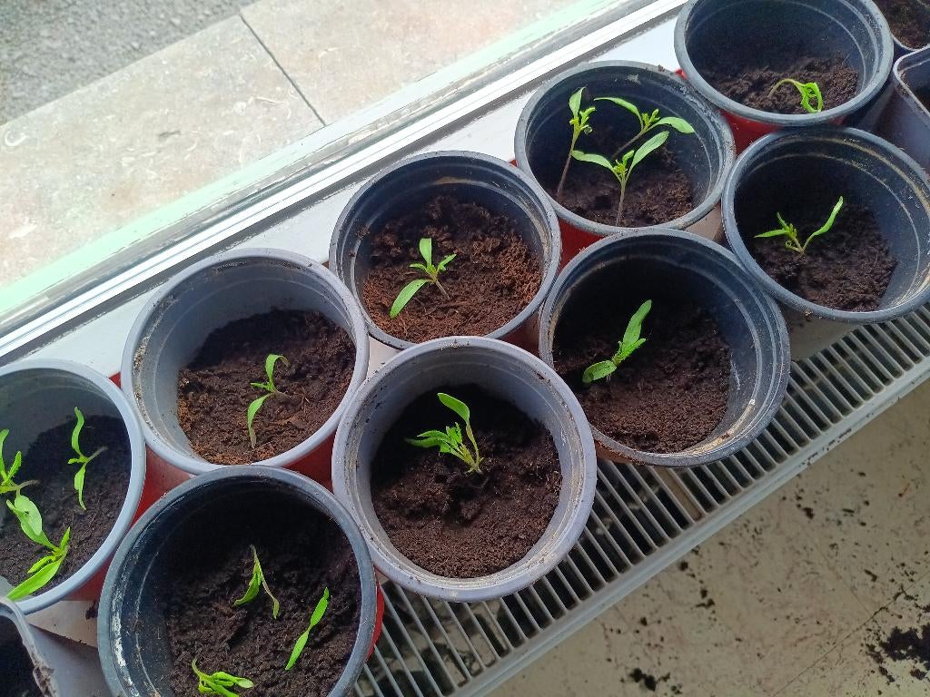 Tomatenplantjes, Annuelle, Printemps, Plein soleil, Enlèvement