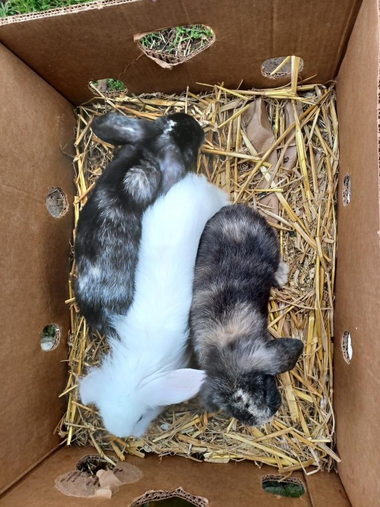 hangoortjes, Dieren en Toebehoren, Konijnen