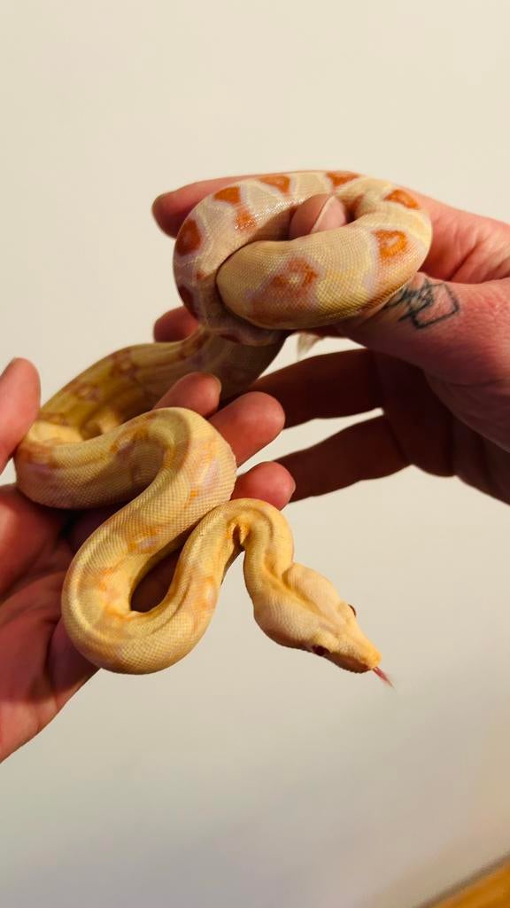 Boa constrictor sunglow albino kahl, Animaux & Accessoires, Serpent, Domestique, 0 à 2 ans