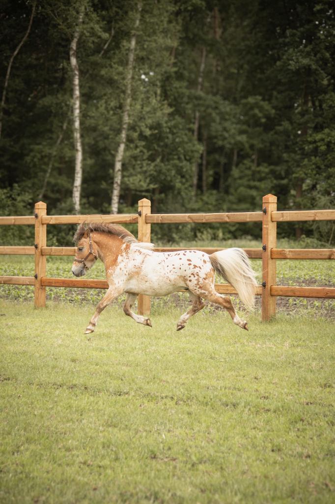 Mini Appaloosa à couvrir, Étalon