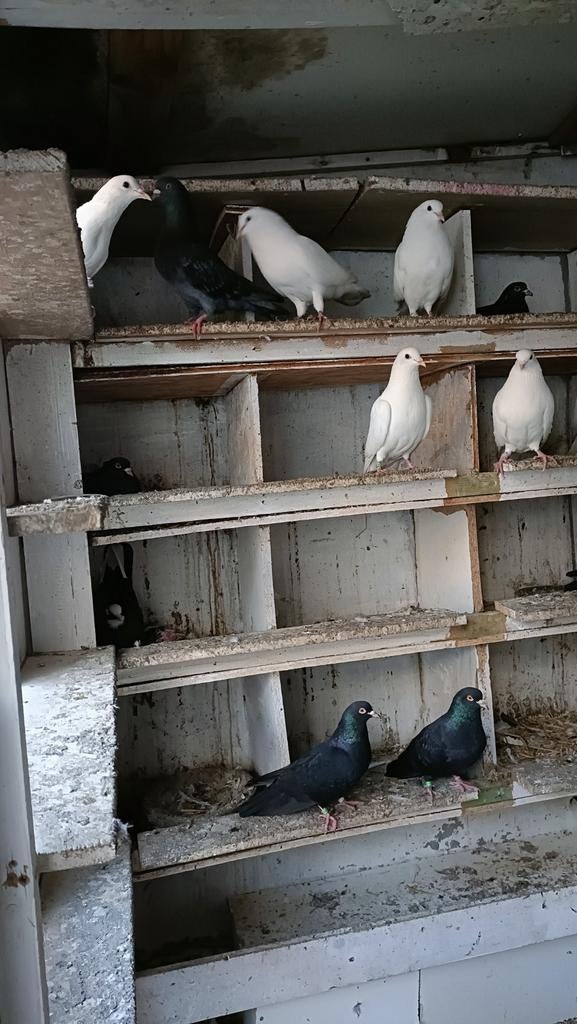 Bulgaarse hoogvliegers duiven vanuit pazardzhik